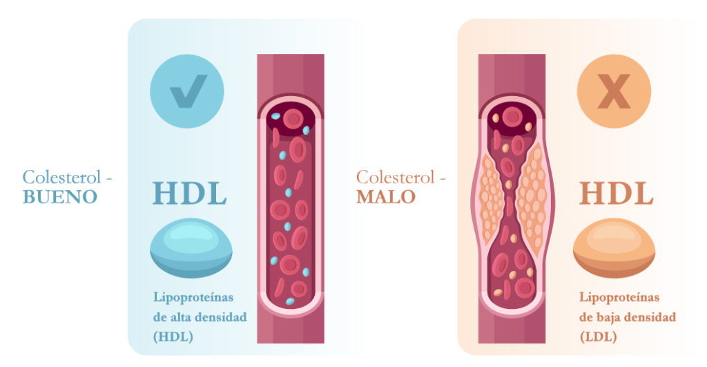 colesterol hdl