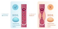 colesterol hdl