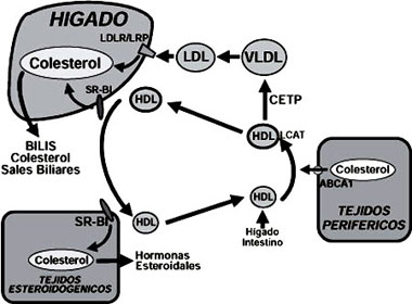 colesterol hdl bajo