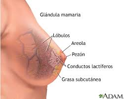 Cancer de mama